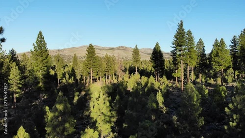 Rising Out of Woods - Toiyabe Forest Aerial Drone. photo
