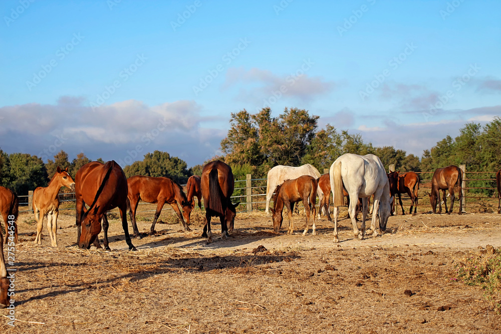 Group of mares with their foals in the marshes of Rocío, Spain
