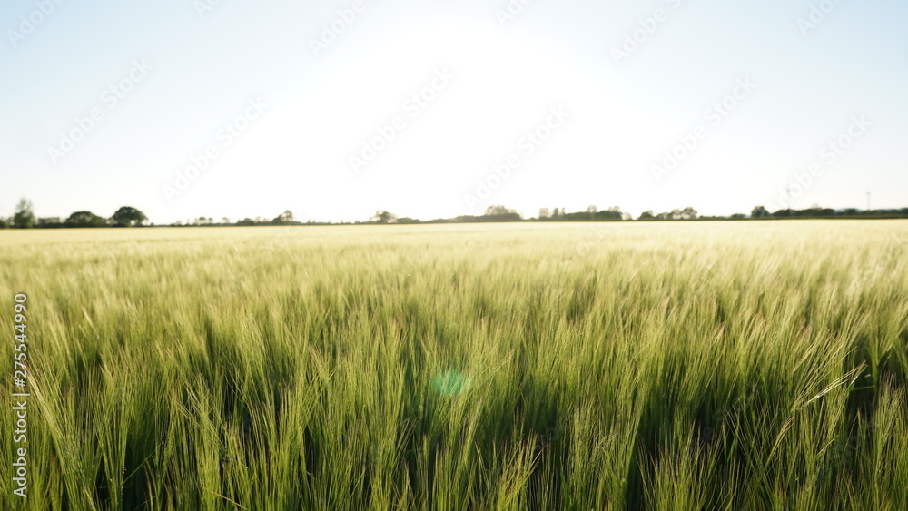 Obraz premium Tall Grass Field