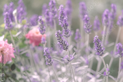 Fototapeta Naklejka Na Ścianę i Meble -  Lavendel mit Rosen