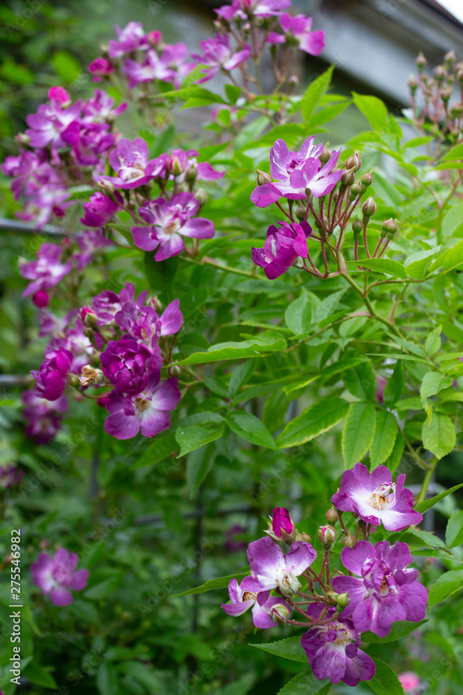 A real climbing rose of a variety Violet Blue Veilchenblau blooms with lots of beautiful purple flowers in the garden on a summer day.