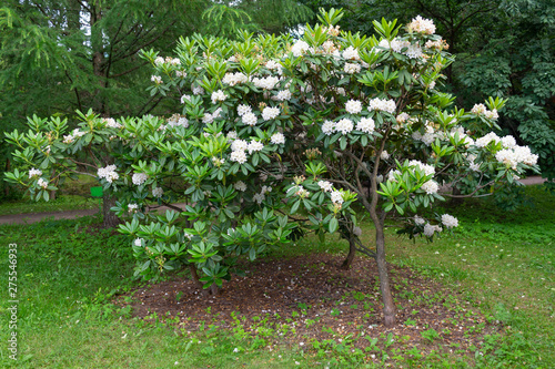 A large rhododendron bush with a tree trunk grows and blooms with white flowers in the garden among the trees on a summer day.