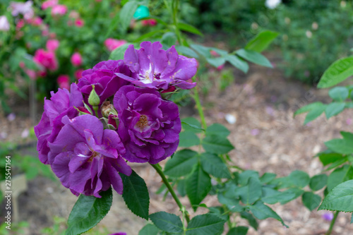 The lilac rose flowers of the rare variety  Blue Rhapsody  bloomed in the garden on a summer day.