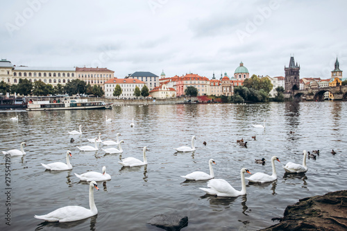 White swans in river Vltava. Prague architecture background. Water reflection. View of the swans at Charles Bridge.