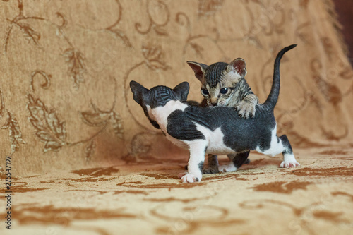 two gray sphinx kittens playing with each other.