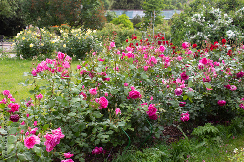 Pink, red, yellow roses bloom in large numbers in a beautiful garden in summer