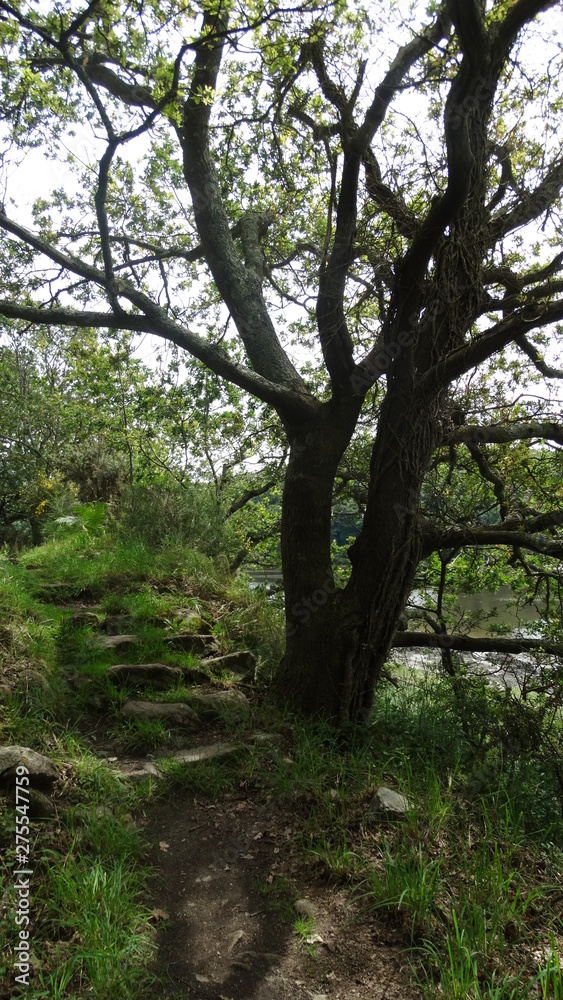 Naklejka premium forêt