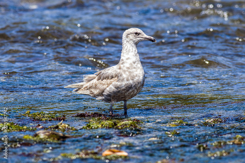 Seagull in the water.