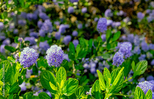 Ceanothus thyrsiflorus, known as blueblossom or blue blossom ceanothus, is an evergreen shrub in the genus Ceanothus - Dinard, France photo