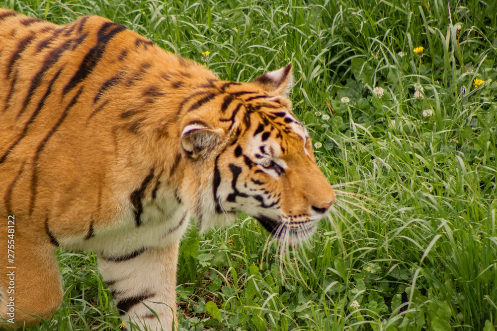 tigers strolling and relaxing in a green meadow with rocky walls tigers strolling and relaxing in a green meadow with rocky walls
