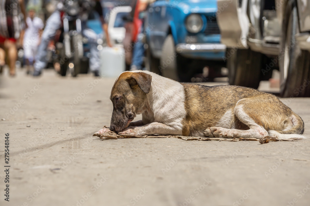 Obraz premium Poor, unwanted, homeless dog in the Streets of Old Havana City, Capital of Cuba, during a sunny day.