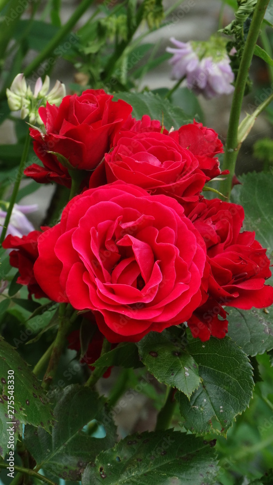 rose rose
