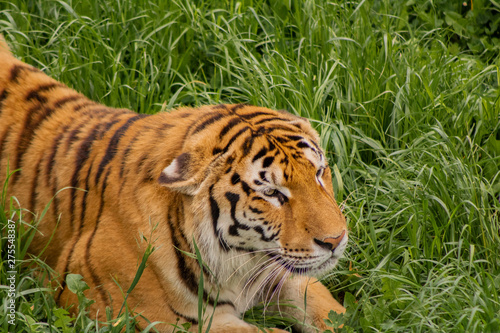 tigers strolling and relaxing in a green meadow with rocky walls