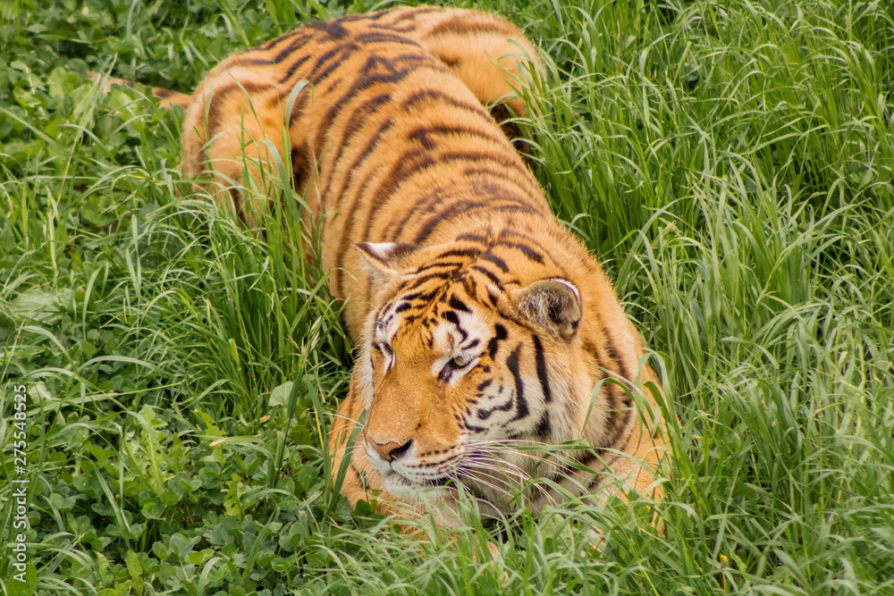 Obraz premium tigers strolling and relaxing in a green meadow with rocky walls