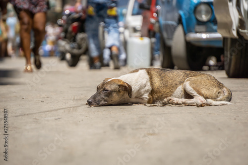 Poor, unwanted, homeless dog in the Streets of Old Havana City, Capital of Cuba, during a sunny day.