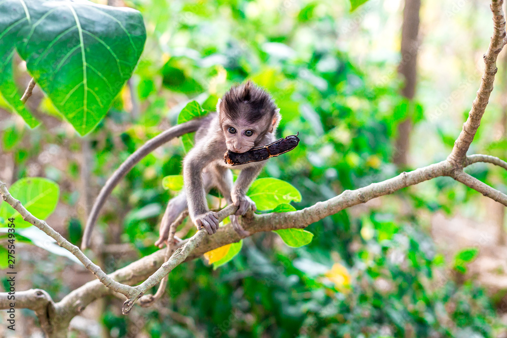 A young monkey with the fruit pod from a Samanea saman at the Monkey Forest Sanctuary in Ubud, Bali, Indonesia 