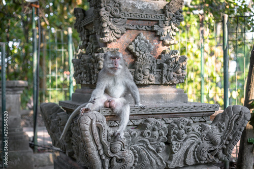 Canvas Print A macaque monkey sat on a wall at the Monkey Forest Sanctuary in Ubud, Bali, Ind