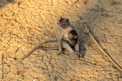 Photography A macaque monkey with a baby macaque at a Monkey Forest Sanctuary in Ubud, Bali,
