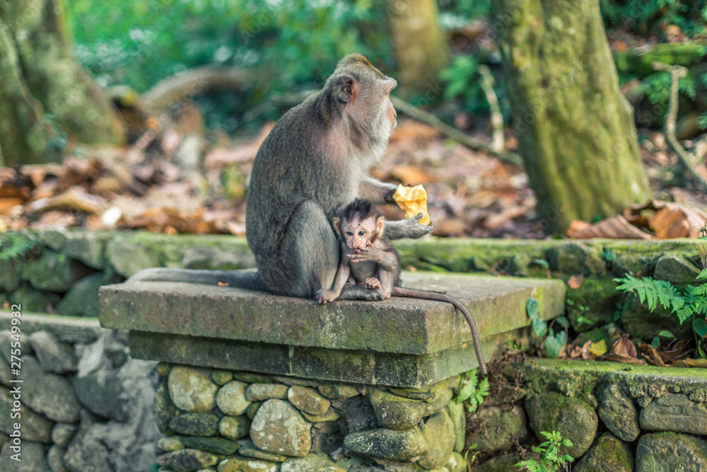 A macaque monkey sat with a baby while eating at the Monkey Forest in Ubud, Bali, Indonesia