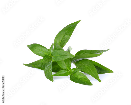 Andrographis paniculata leaf on white background