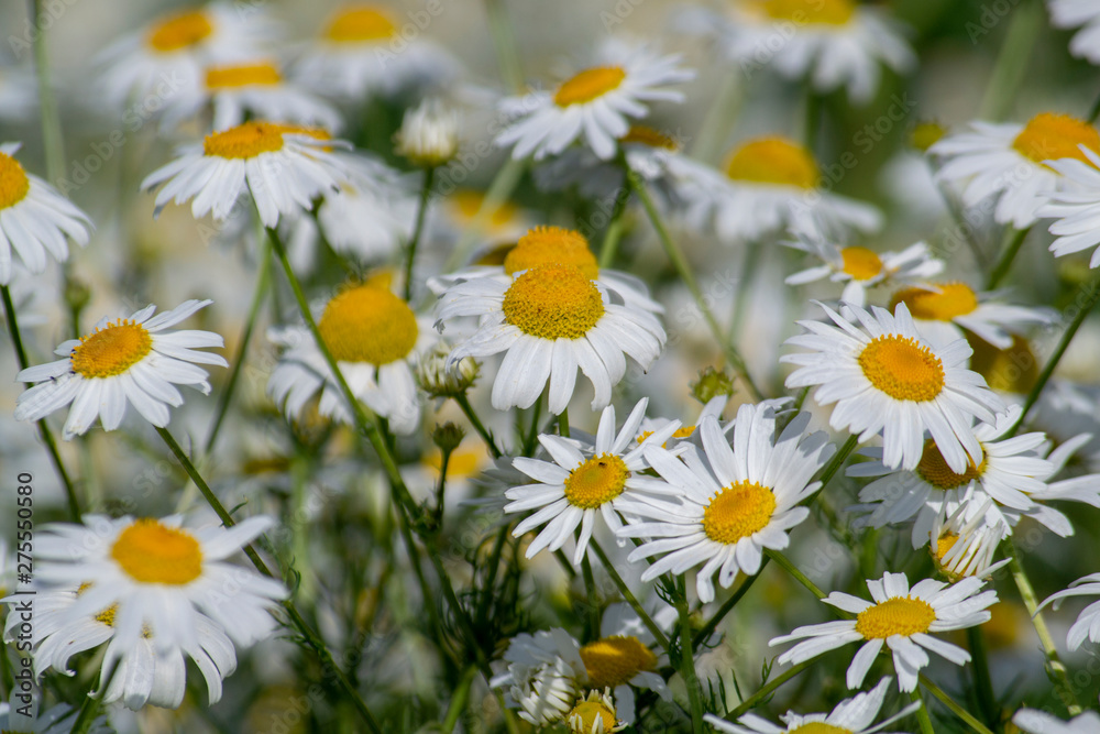 Fototapeta premium white daisies against a blue sky with clouds