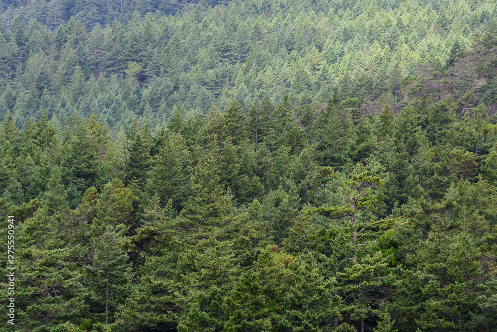 Hillside covered in evergreen trees as a green nature background Hillside covered in evergreen trees as a green nature background