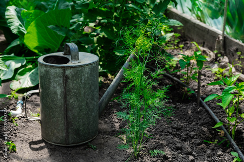 Photo bushes of tomato and pepper in the greenhouse with a metal polivalki. Watering can for watering in the greenhouse. Conceptual photo of growing vegetables in greenhouses