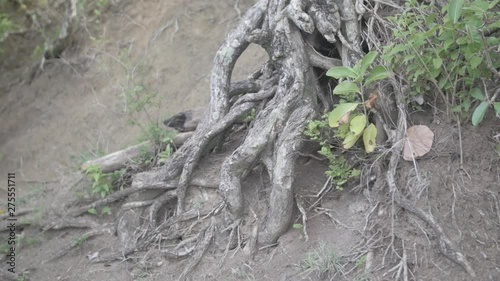 Roots 01