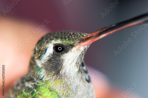 hummingbird portrait amazilia brevirostris photo