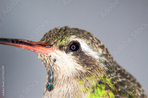 hummingbird portrait amazilia brevirostris photo