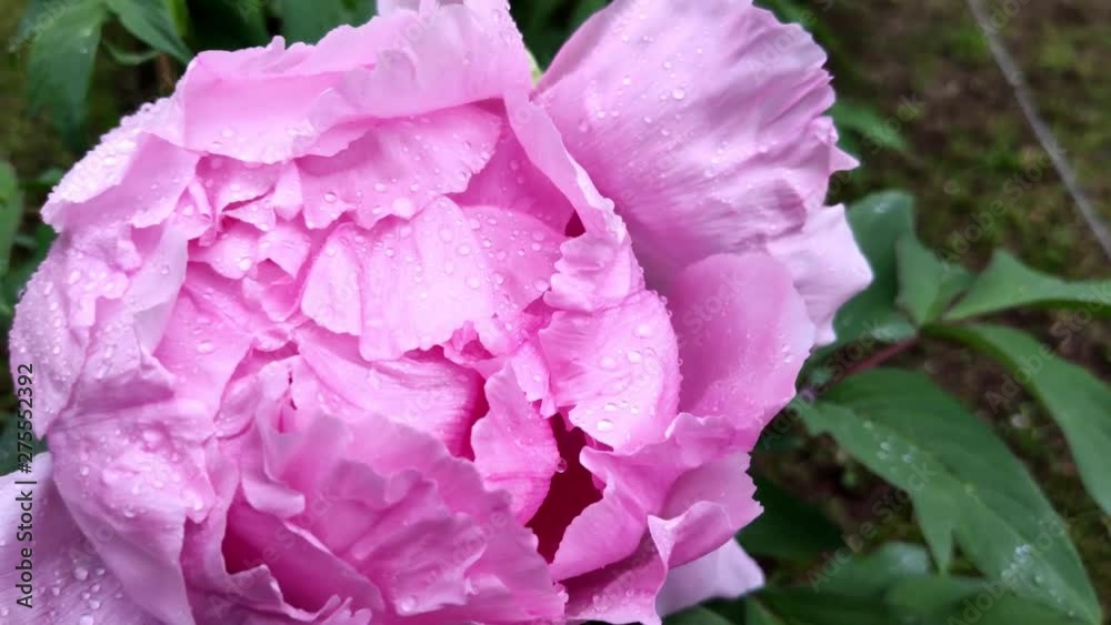 Paeonia. Paeoniaceae. Run over on the pink peony. Peony close-up. Macro video of a flower Paeonia. Paeoniaceae. Run over on the pink peony. Peony close-up. Macro video of a flower
