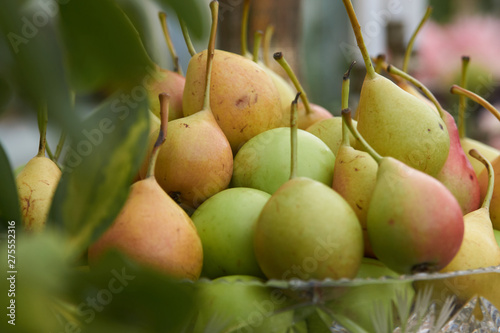 Fresh pears fruits with leaves in a glass vase close up
