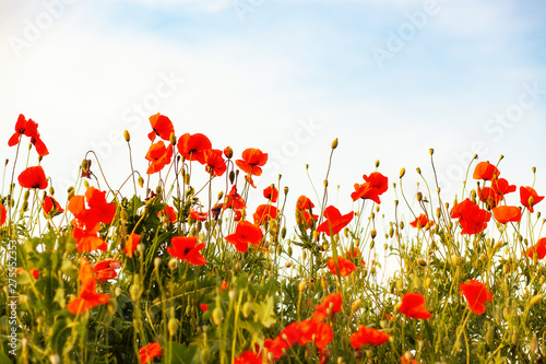 Φωτογραφία beautiful poppy field- Armistice or Remembrance day background