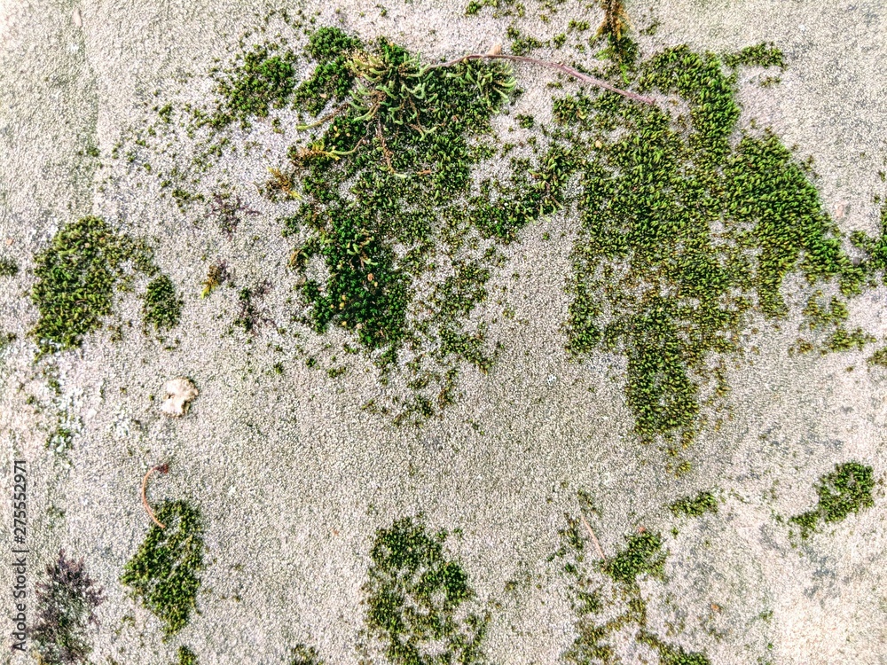 Mossy Stone Background or texture Mossy Stone Background or texture