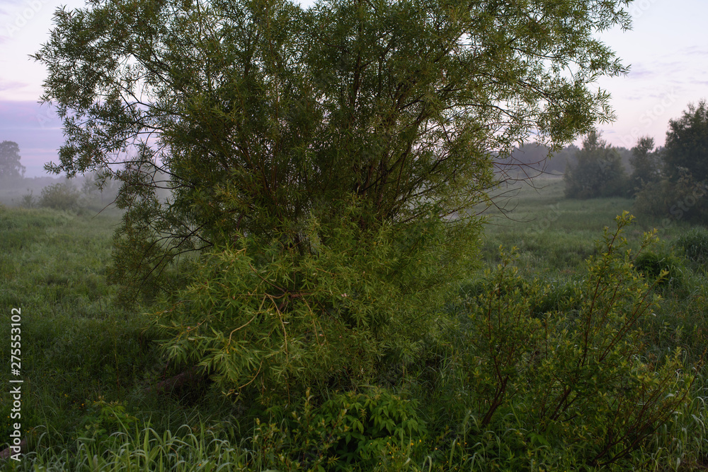 Dawn in a field