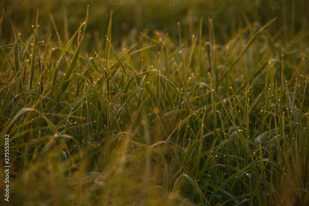 Early morning on the tips of the grass.