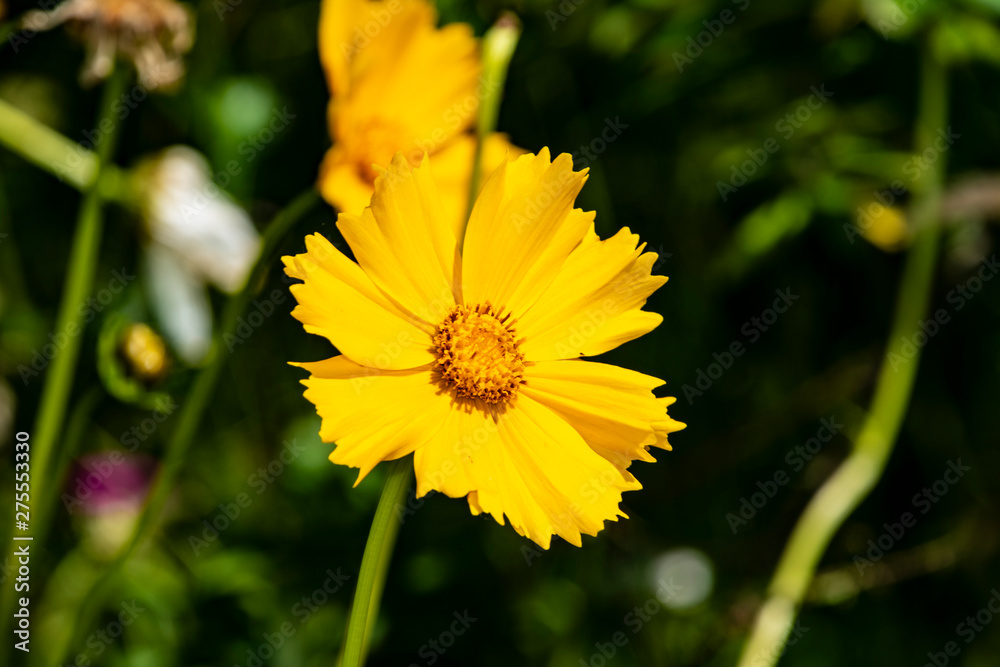Yellow cosmos or Cosmos sulphureus, sulfur cosmos. Flower. Nature. Yellow cosmos or Cosmos sulphureus, sulfur cosmos. Flower. Nature.
