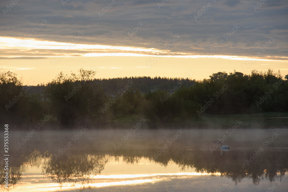 Fototapeta premium A white swan