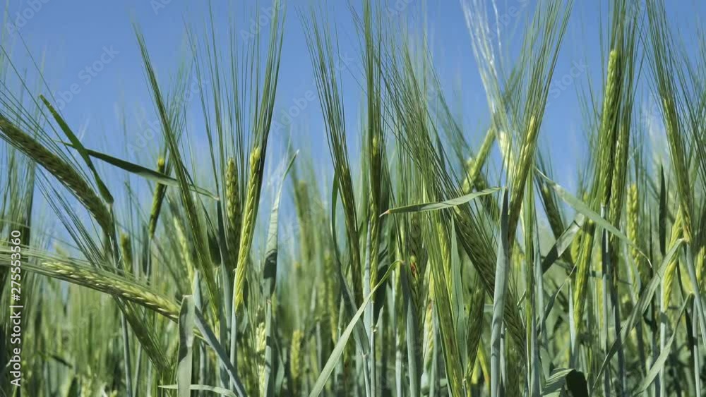 Farmer checks with his hand the spikelets of Organic Green unripe Wheat before processing with herbicides and fertilizers for a big harvest 4k. Farmer checks with his hand the spikelets of Organic Green unripe Wheat before processing with herbicides and fertilizers for a big harvest 4k.