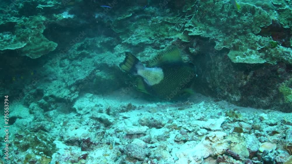 Titan Triggerfish, Balistoides viridescens closeup in Andaman sea Titan Triggerfish, Balistoides viridescens closeup in Andaman sea