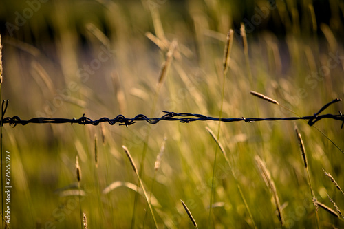 Barbed wire in front of a field of grass. 