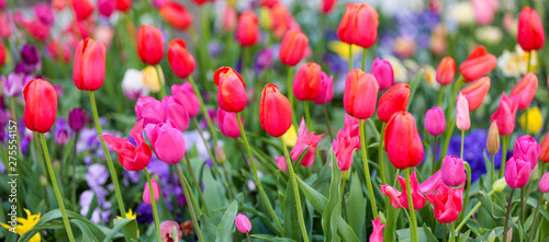 Colorful tulips in the springtime.