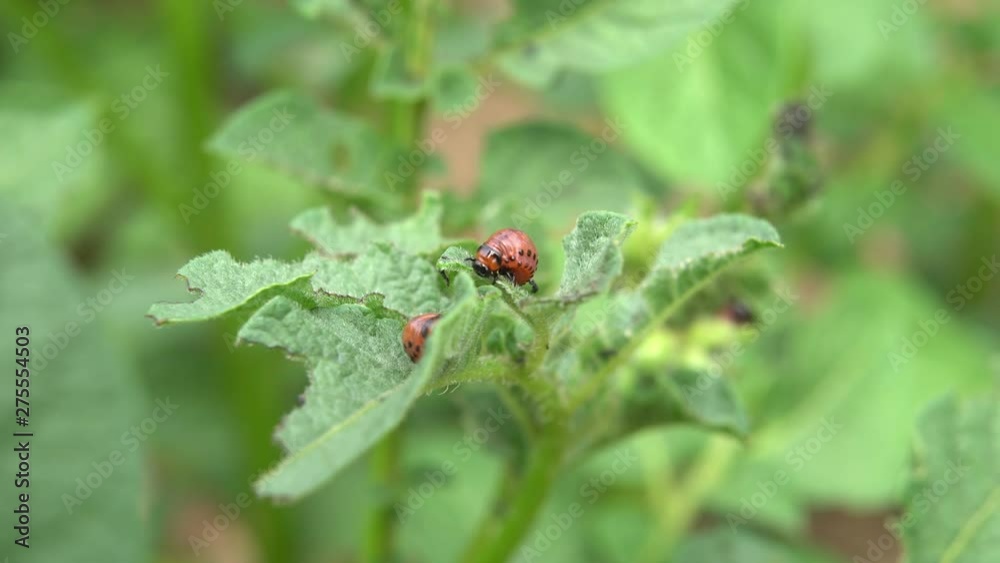 close up of larva of Colorado beetle eating green leaf of potato. destruction of new crop of potatoes. close up of larva of Colorado beetle eating green leaf of potato. destruction of new crop of potatoes.