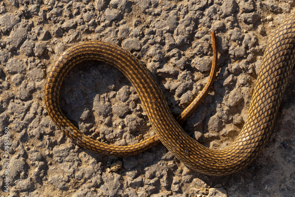 Obraz premium Dead snake. Road wars - death of a Reptile from the car. The killing of a animal. Caspian whipsnake (caspius) also known as the large whipsnake (Dolichophis / Coluber).