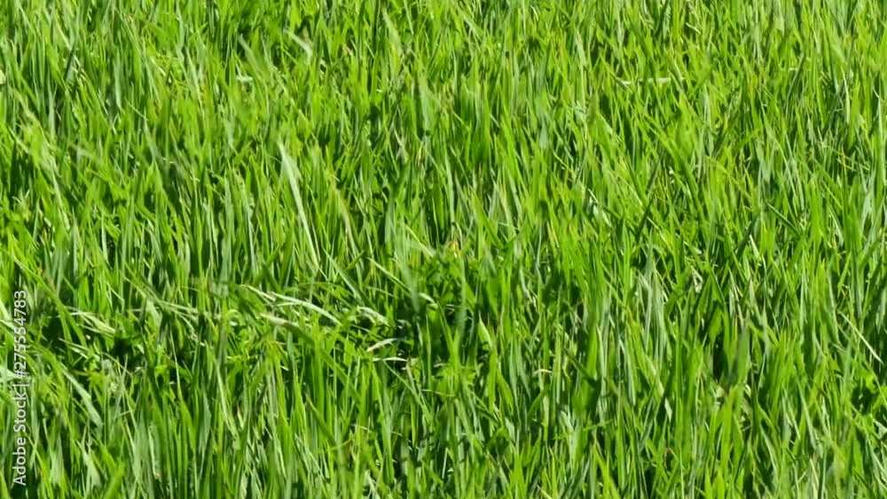 Wave rice paddy field in wind 