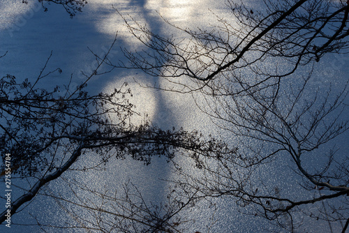 sparcling ice crystals on frozen lake with tree in the foreground photo