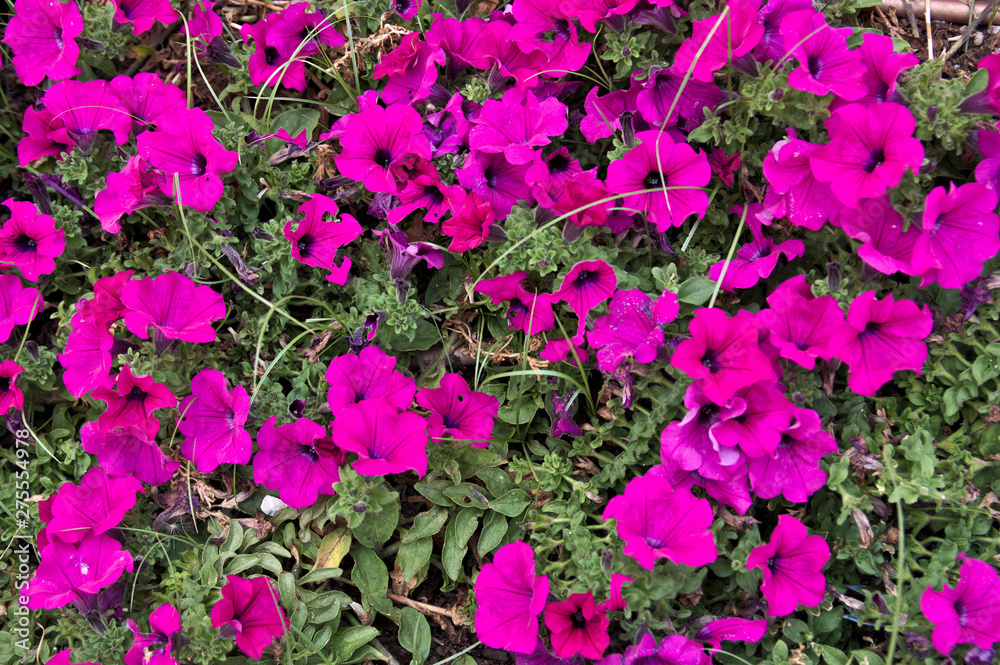Image of purple flowers in a garden Image of purple flowers in a garden