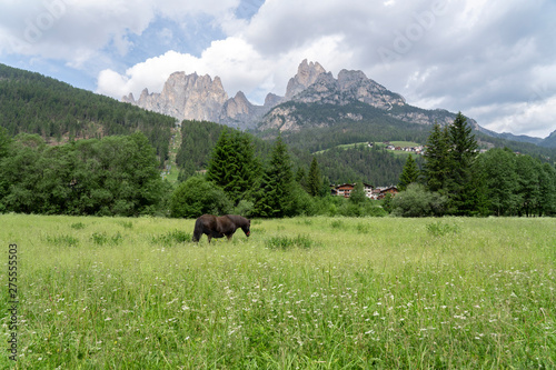 Horse in the middle of nature in the mountains, Pera di Fassa in Fal di Fassa, Trentino Alto Adigi, Dolomites, Italy. Montagnia in summer.