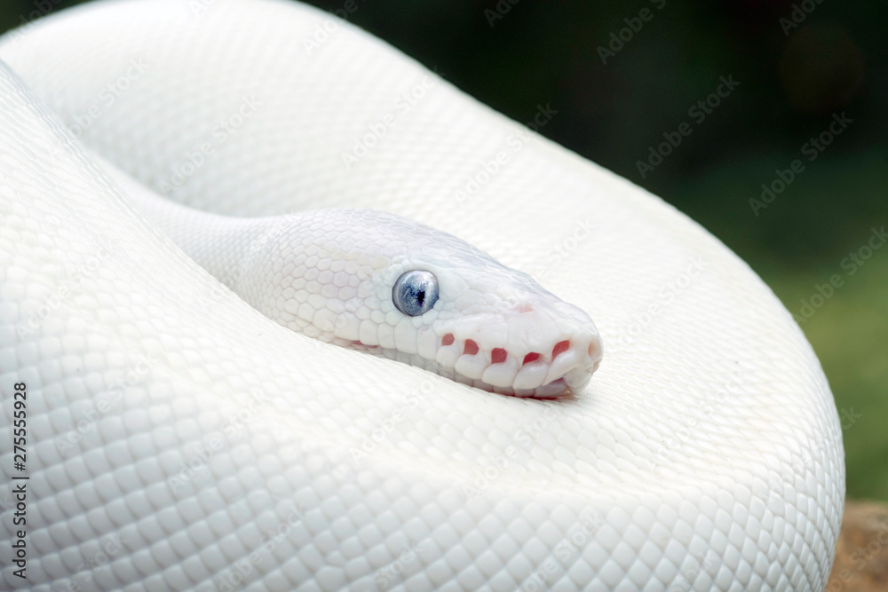 White (Leucistic) Ball Python Snake Stock Photo | Adobe Stock