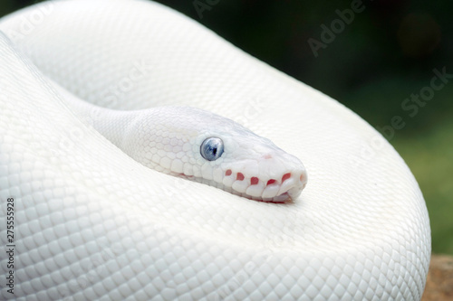 Fotografía White (Leucistic) Ball Python Snake